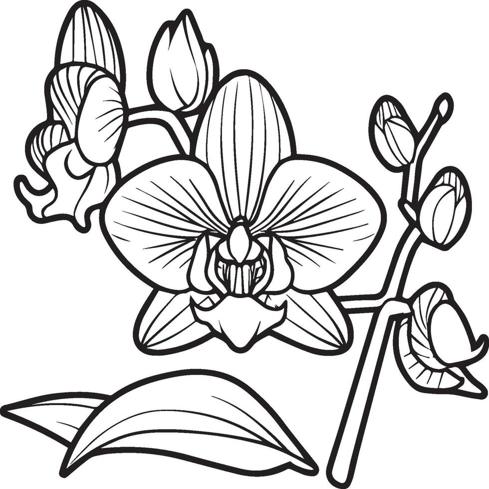 Orchid flower coloring pages. Orchid flower outline for coloring book vector