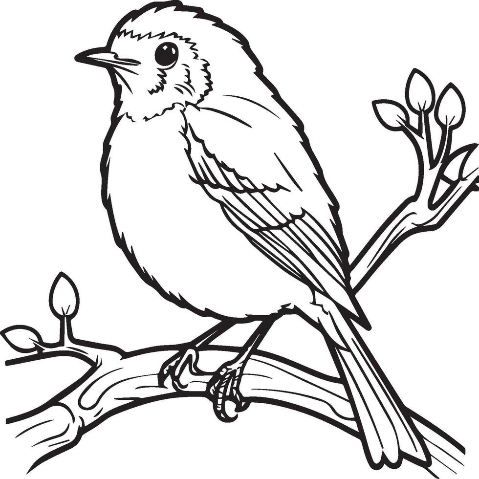 Robin coloring pages. Robin bird outline for coloring book vector