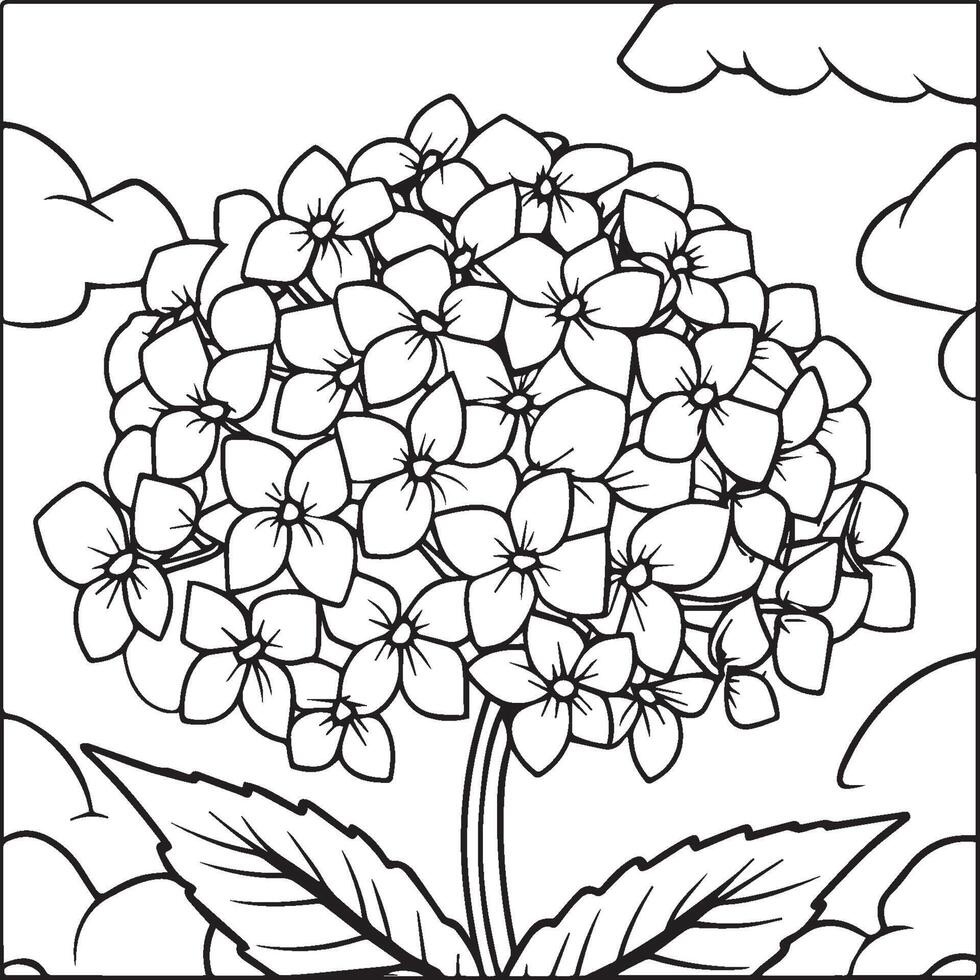 Hydrangea coloring pages. Hydrangea flower outline for coloring book vector