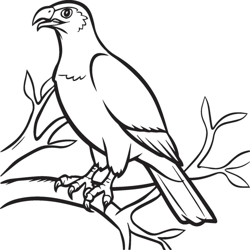 Hawk coloring pages. Hawk bird outline for coloring book vector