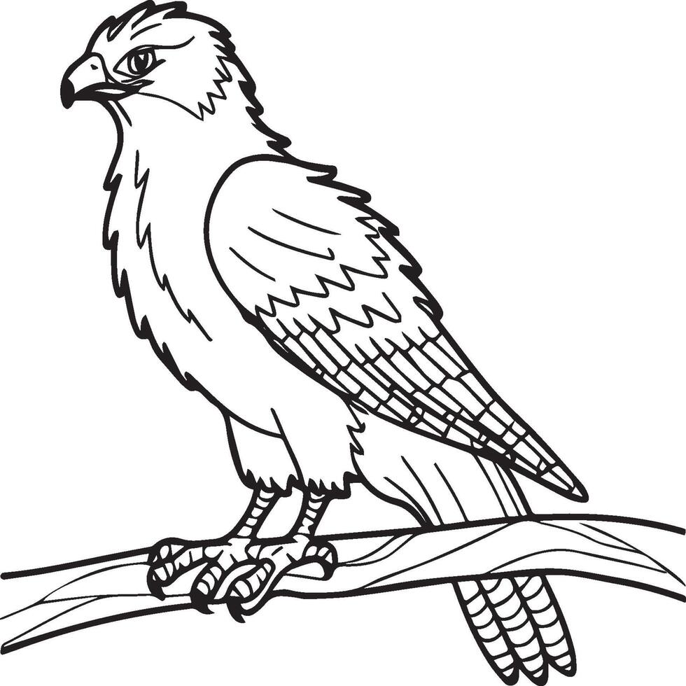 Hawk coloring pages. Hawk bird outline for coloring book vector