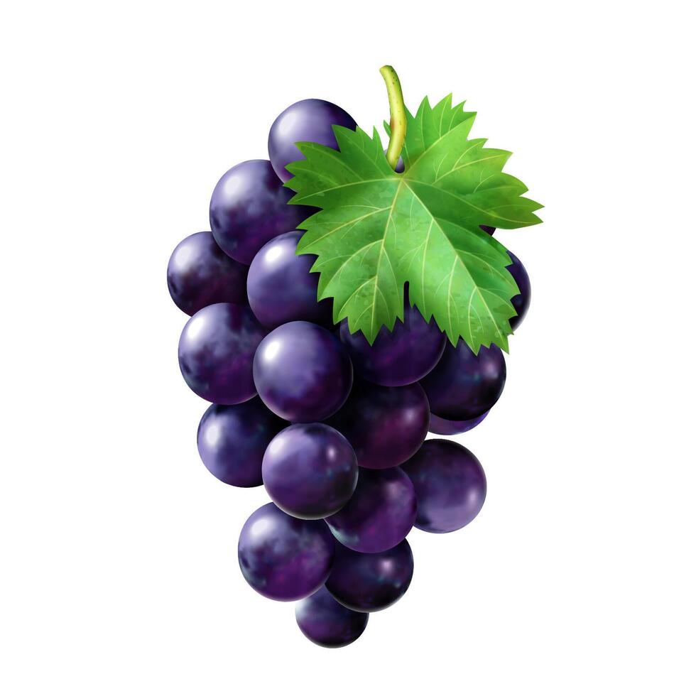 Delicious ripe grapes 3d illustration on white background vector