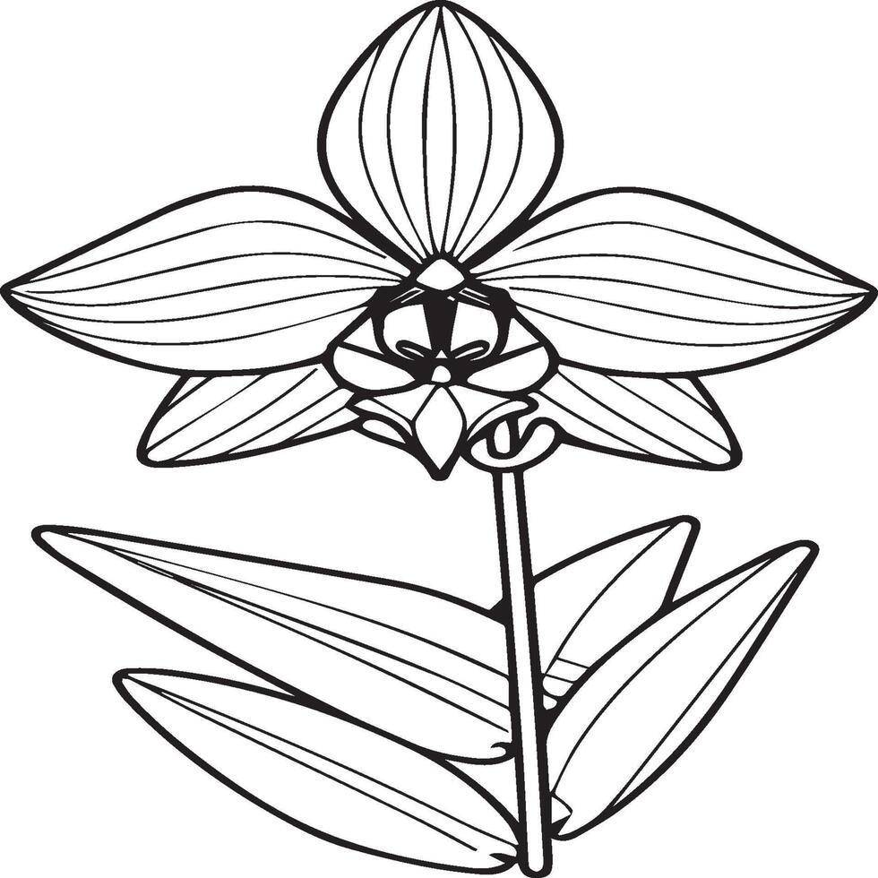 Orchid flower coloring pages. Orchid flower outline for coloring book vector