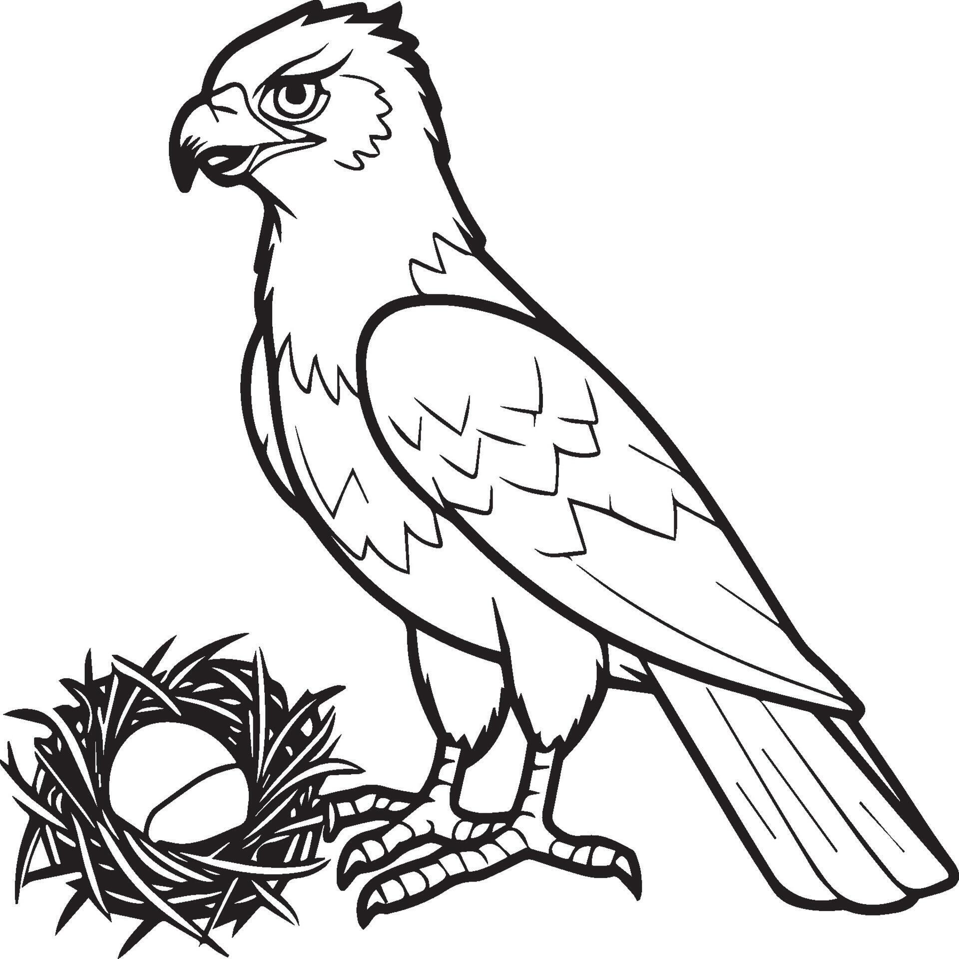 Hawk coloring pages. Hawk bird outline for coloring book 42973576 Vector Art at Vecteezy