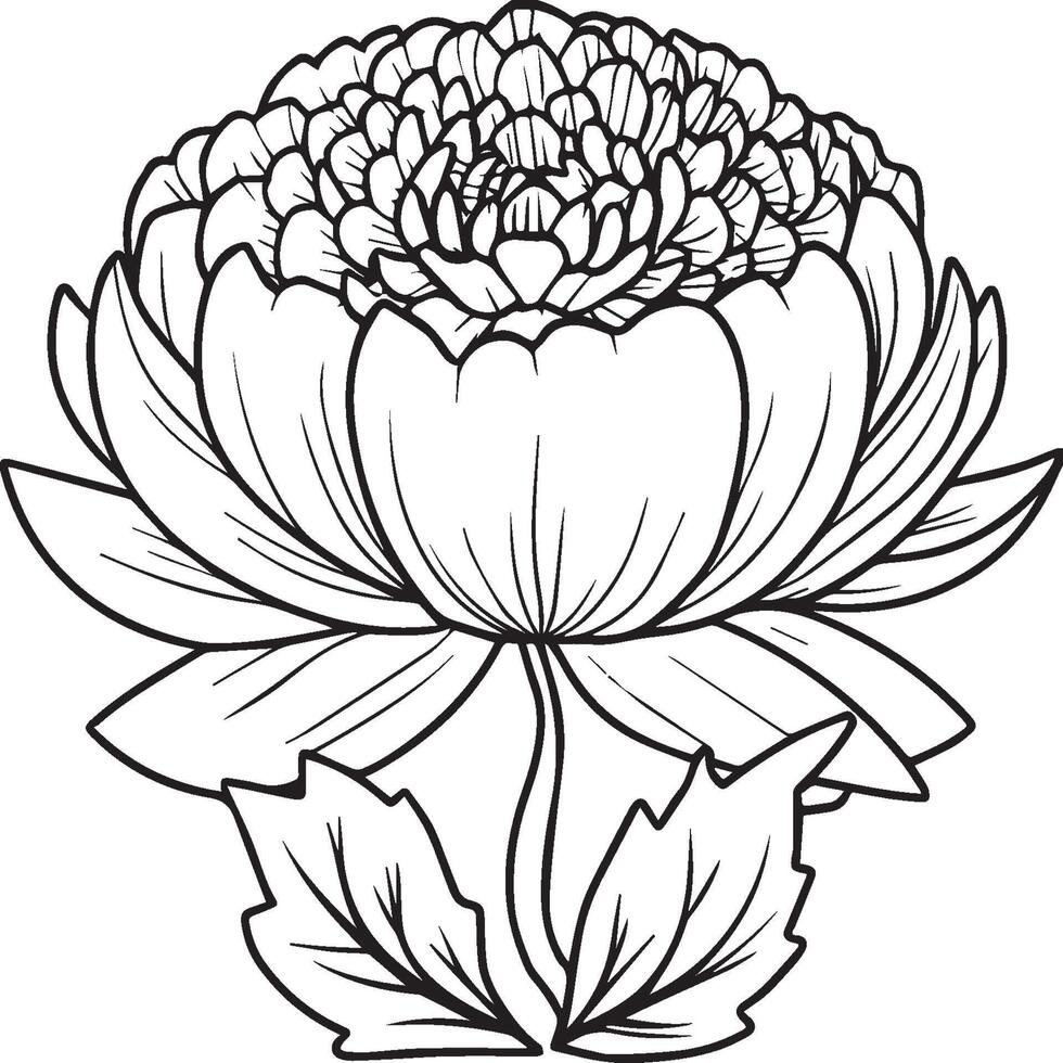 Peony coloring pages. Peony flower outline for coloring book vector