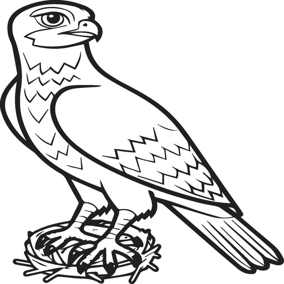 Falcon coloring pages. Falcon bird outline for coloring book vector