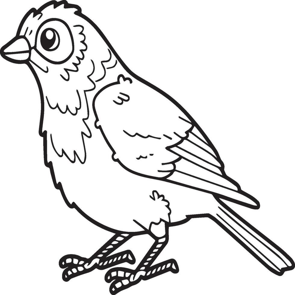 Sparrow coloring pages. Sparrow bird outline for coloring book vector