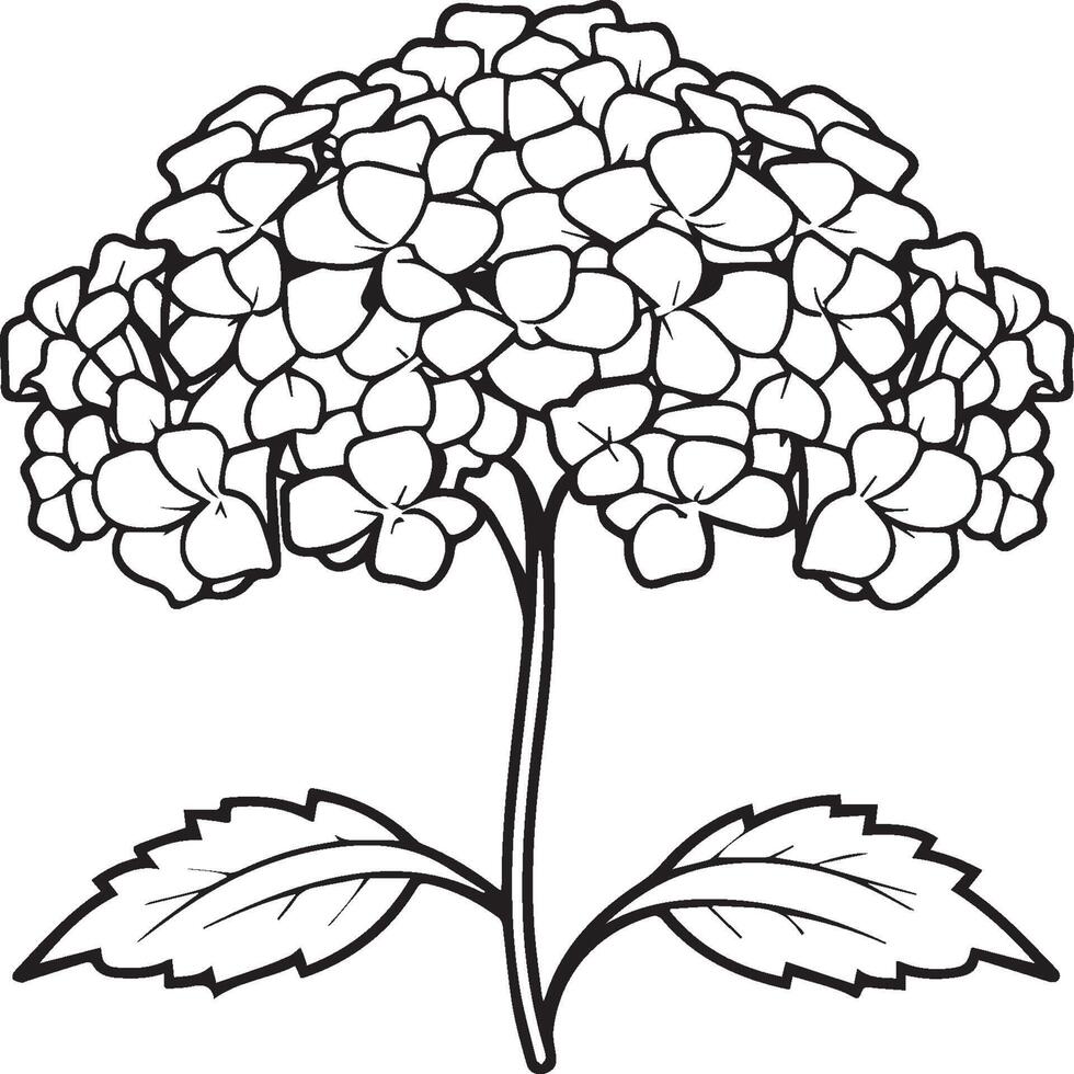 Hydrangea coloring pages. Hydrangea flower outline for coloring book vector
