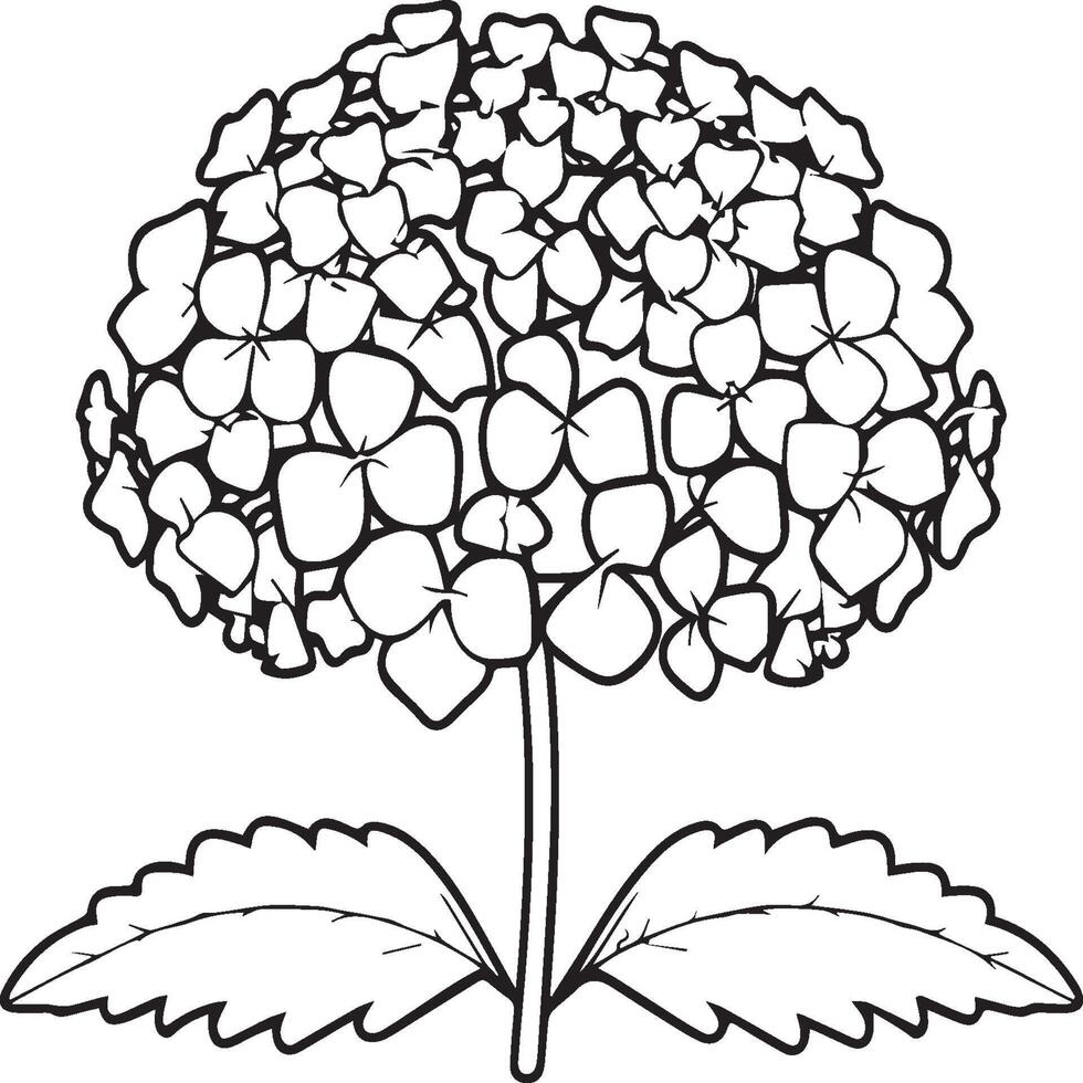 Hydrangea coloring pages. Hydrangea flower outline for coloring book vector