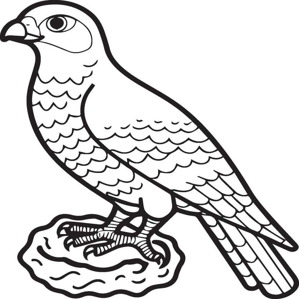 Falcon coloring pages. Falcon bird outline for coloring book vector