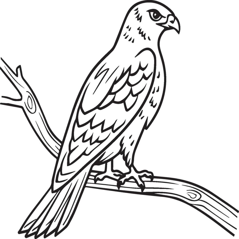 Hawk coloring pages. Hawk bird outline for coloring book vector