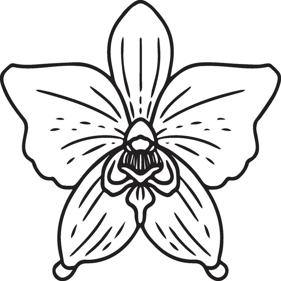 Orchid flower coloring pages. Orchid flower outline for coloring book vector