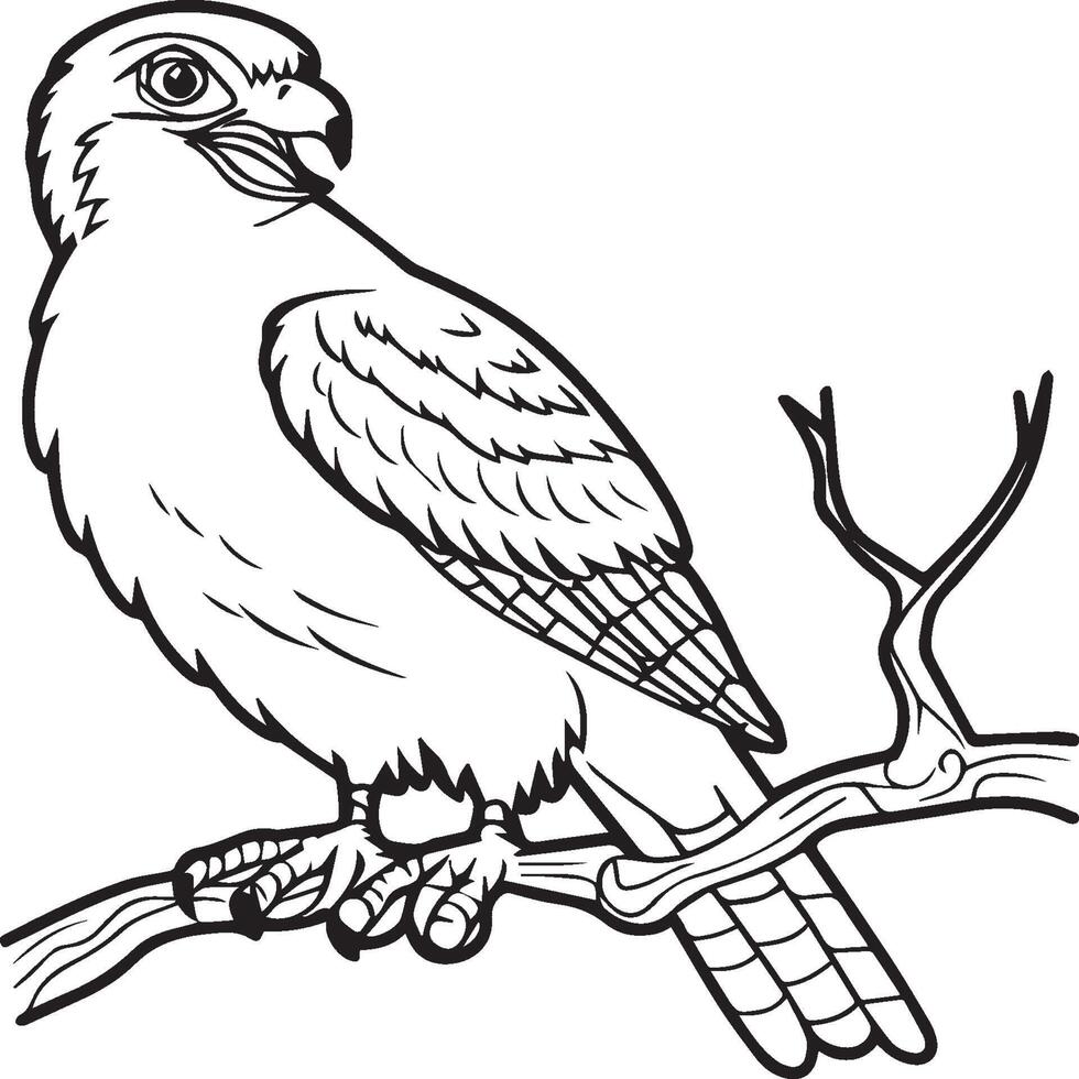 Hawk coloring pages. Hawk bird outline for coloring book vector