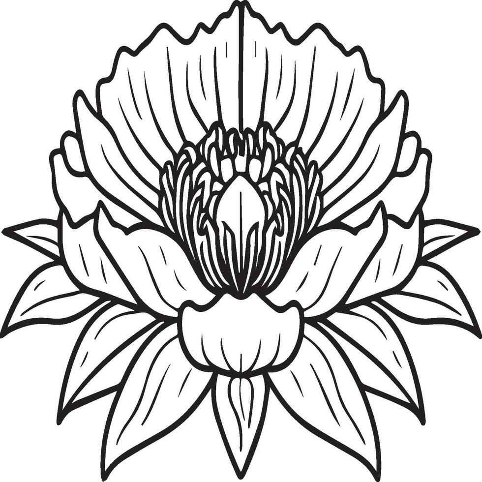 Peony coloring pages. Peony flower outline for coloring book vector