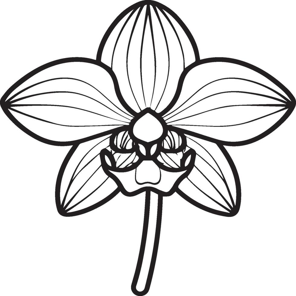 Orchid flower coloring pages. Orchid flower outline for coloring book vector