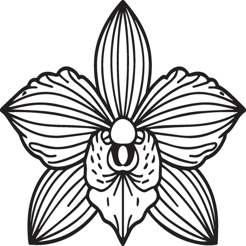 Orchid flower coloring pages. Orchid flower outline for coloring book vector