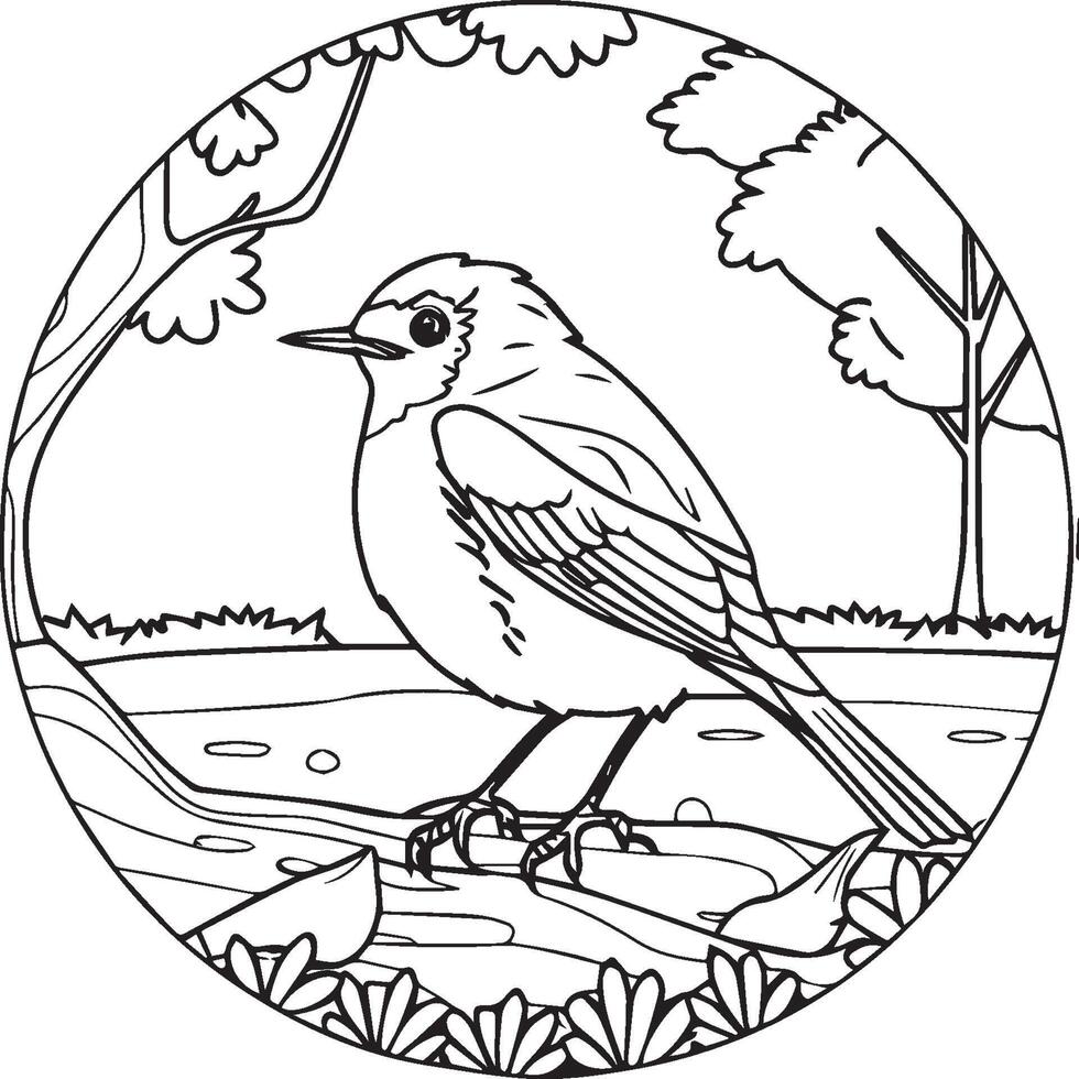 Robin coloring pages. Robin bird outline for coloring book vector