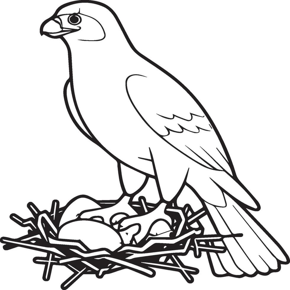 Falcon coloring pages. Falcon bird outline for coloring book vector