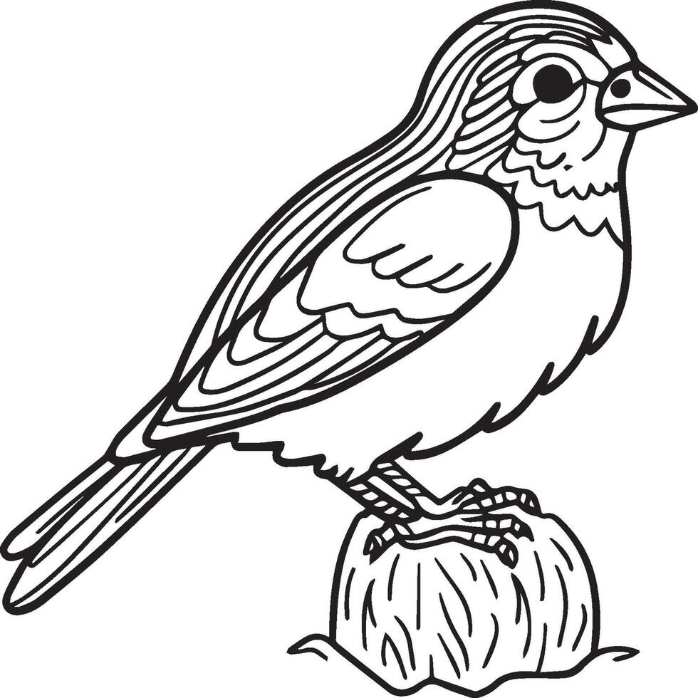 Sparrow coloring pages. Sparrow bird outline for coloring book vector