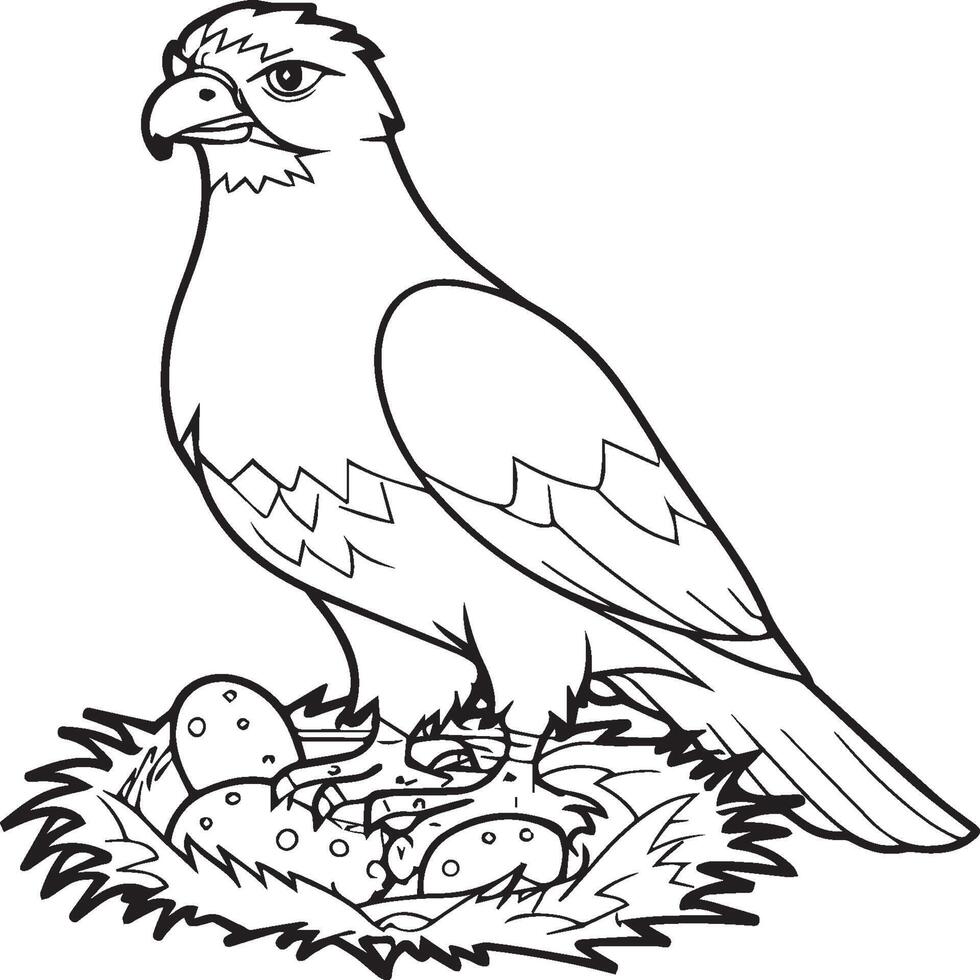 Hawk coloring pages. Hawk bird outline for coloring book vector