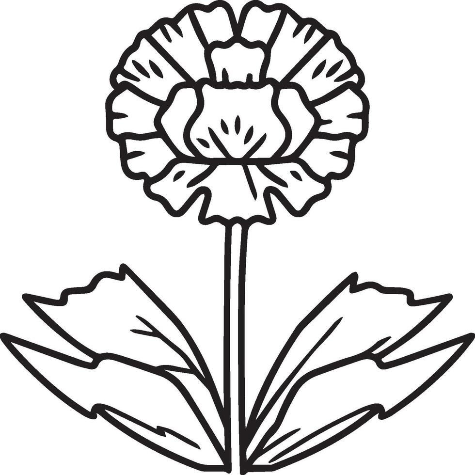 Carnation flower coloring pages. Carnation flower outline vector