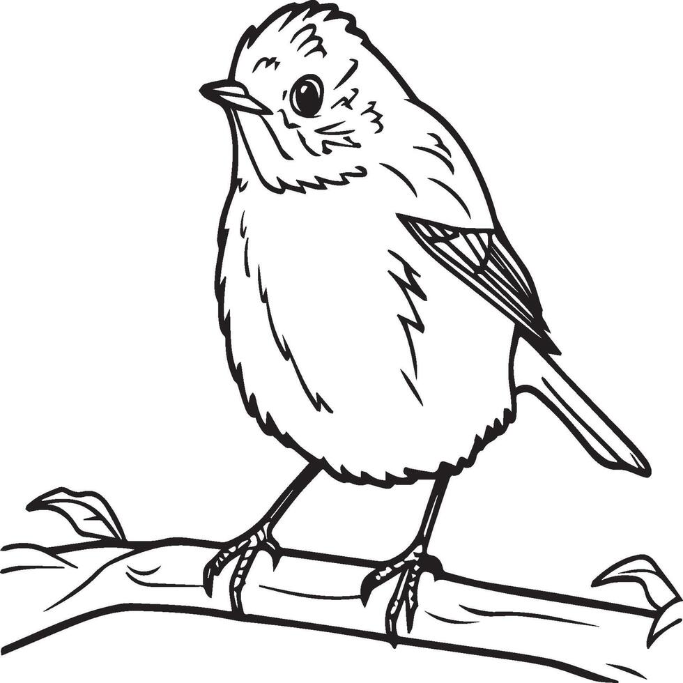 Robin coloring pages. Robin bird outline for coloring book vector