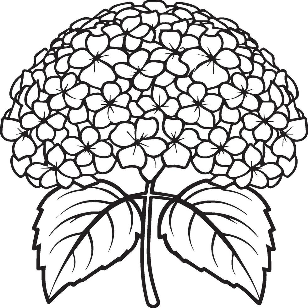 Hydrangea coloring pages. Hydrangea flower outline for coloring book vector