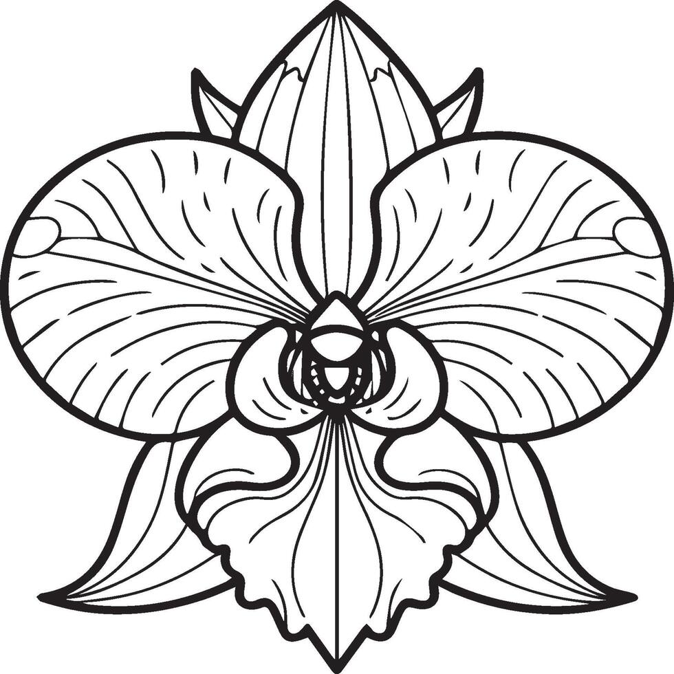 Orchid flower coloring pages. Orchid flower outline for coloring book vector