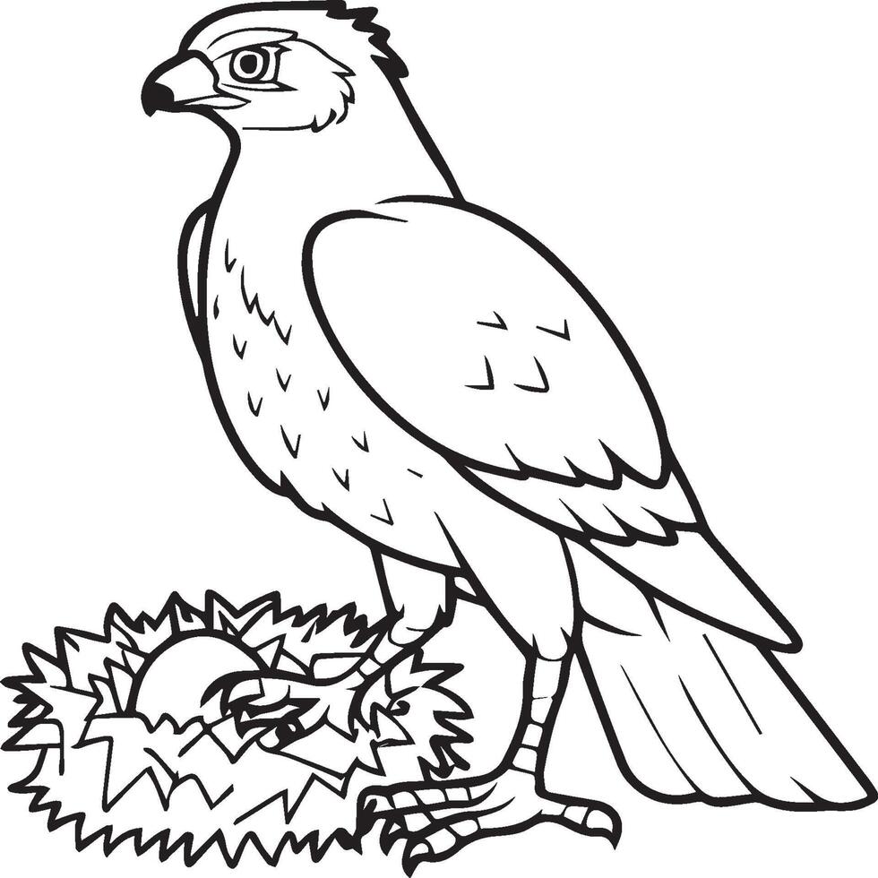 Hawk coloring pages. Hawk bird outline for coloring book vector