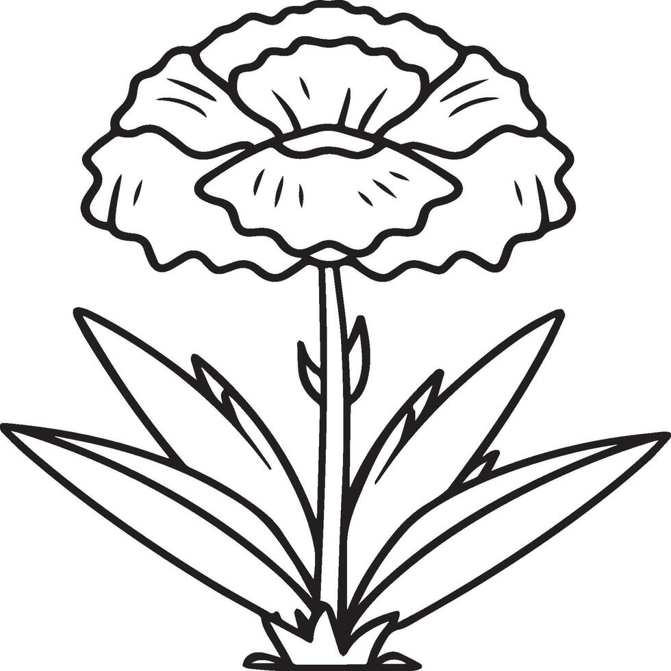 Carnation flower coloring pages. Carnation flower outline vector