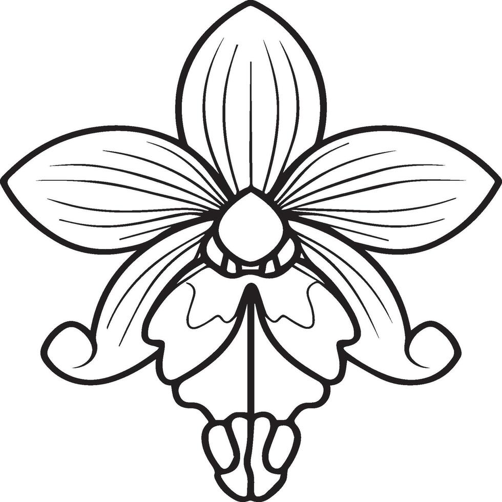 Orchid flower coloring pages. Orchid flower outline for coloring book vector