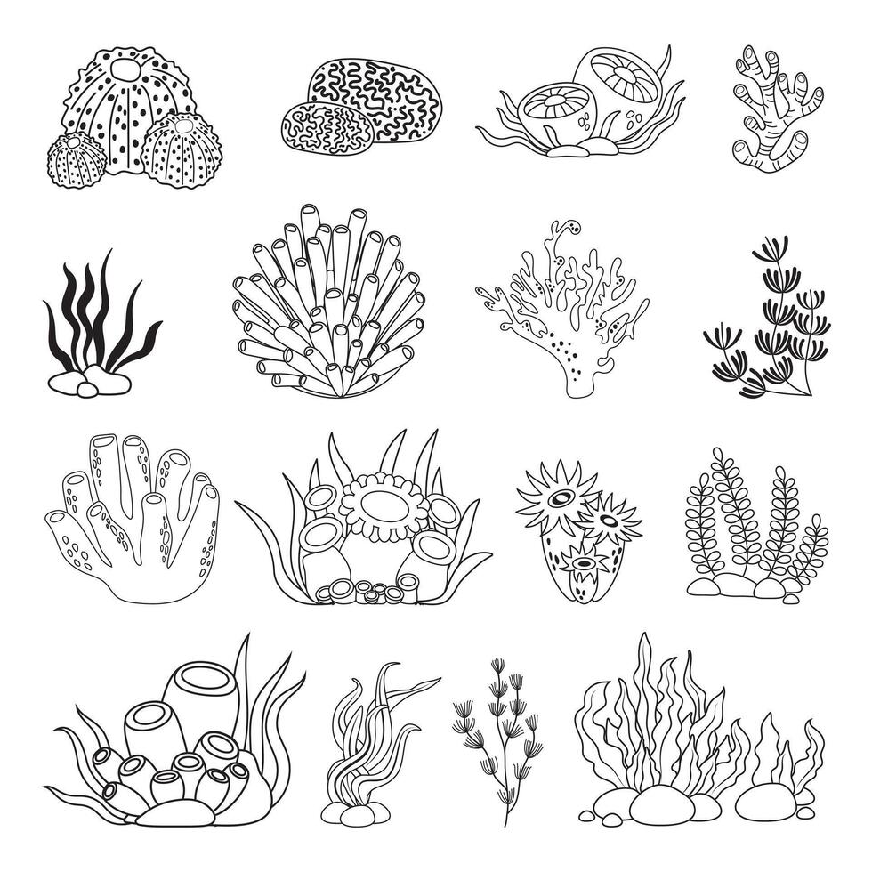 Marine set, algae and coral in simple linear style. Black and white graphics for books and posters vector