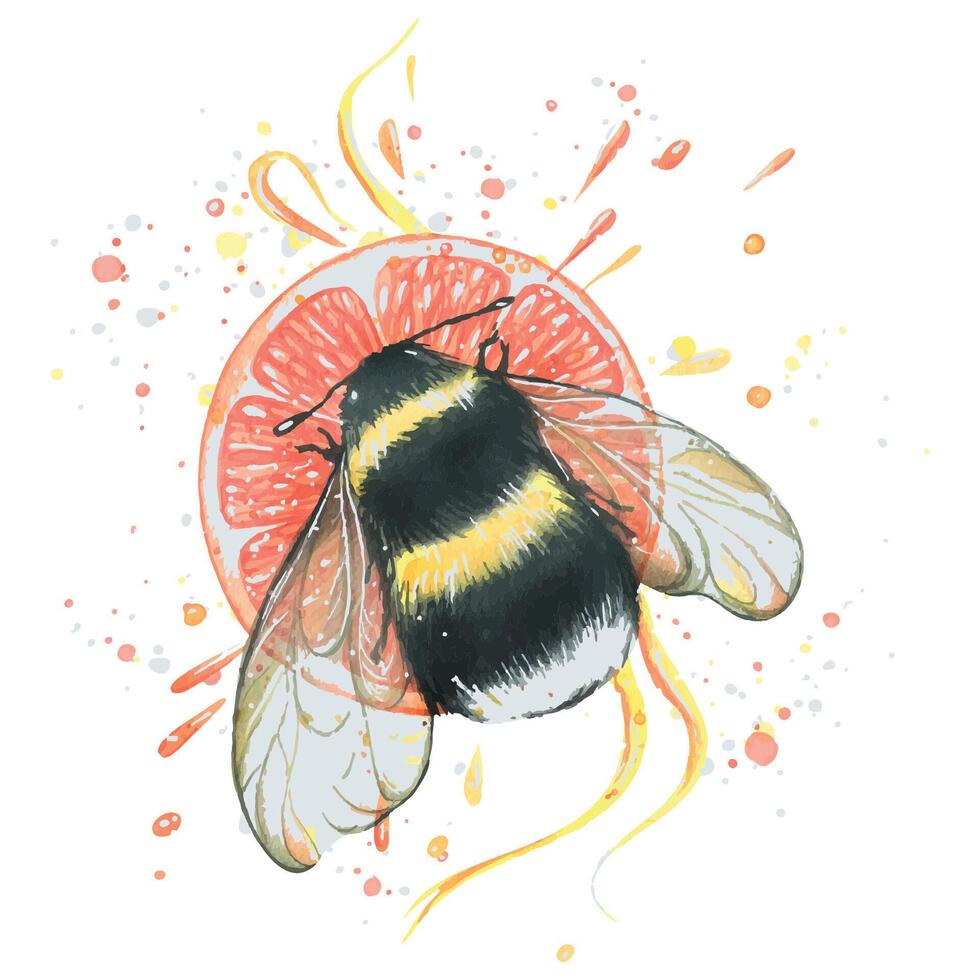 Bumblebee with a round piece of grapefruit, splashes of juice and ribbons. Watercolor illustration. For the design and decoration of postcards, posters, menus, logos, stickers, prints. vector