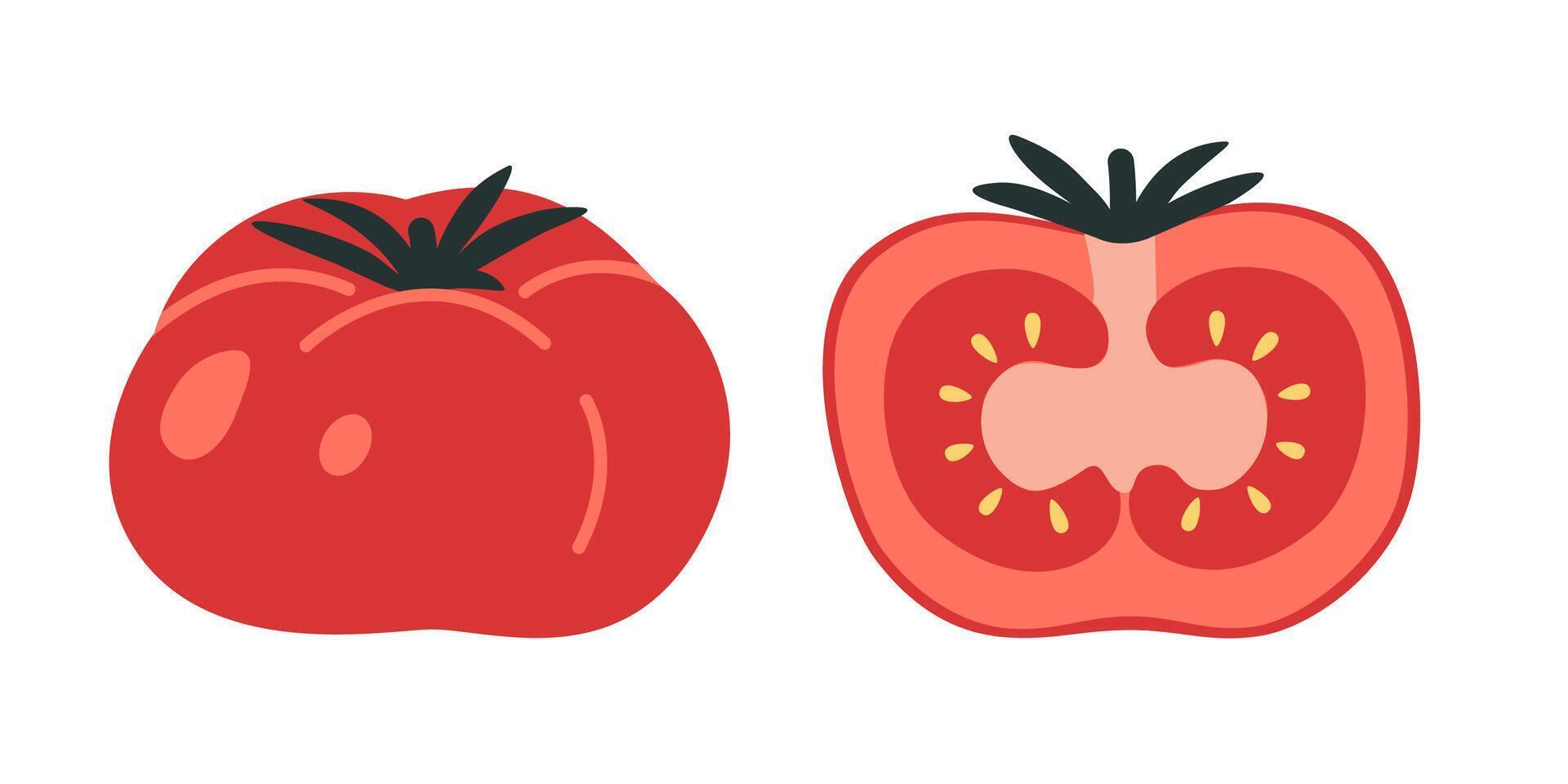 Red tomato, half and whole vegetable, cartoon style. Trendy modern illustration isolated on white background, hand drawn, flat design vector