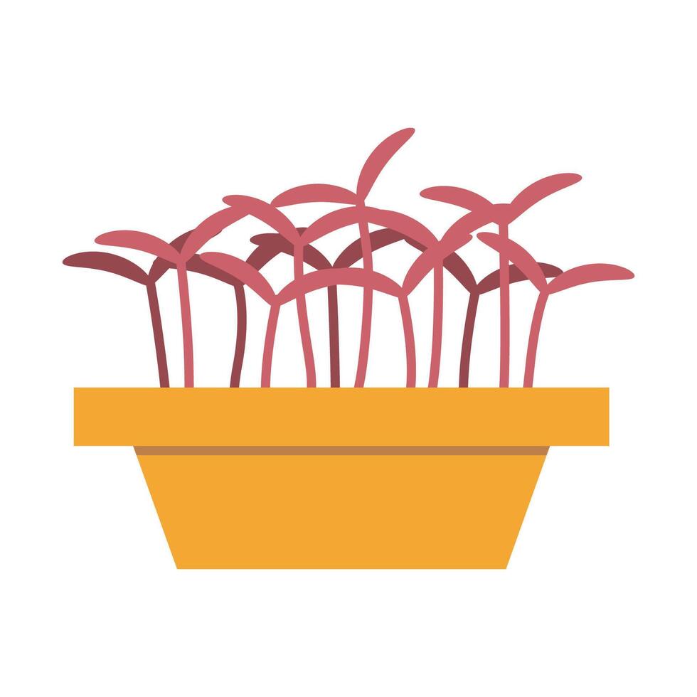 amaranto microgreens en un envase, sano comida coles, dibujos animados estilo. de moda moderno ilustración aislado en blanco fondo, mano dibujado, plano diseño vector