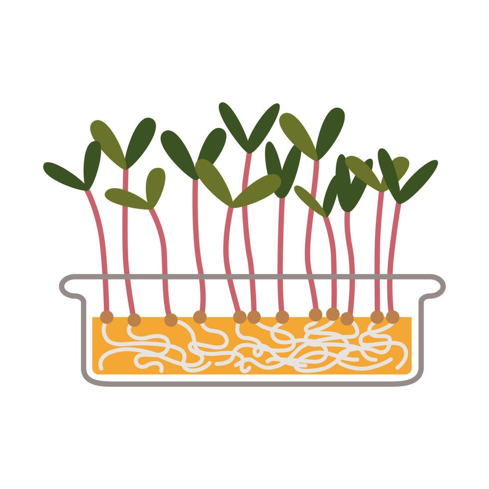 rábano microgreens en un envase, sano comida coles, dibujos animados estilo. de moda moderno ilustración aislado en blanco fondo, mano dibujado, plano diseño vector