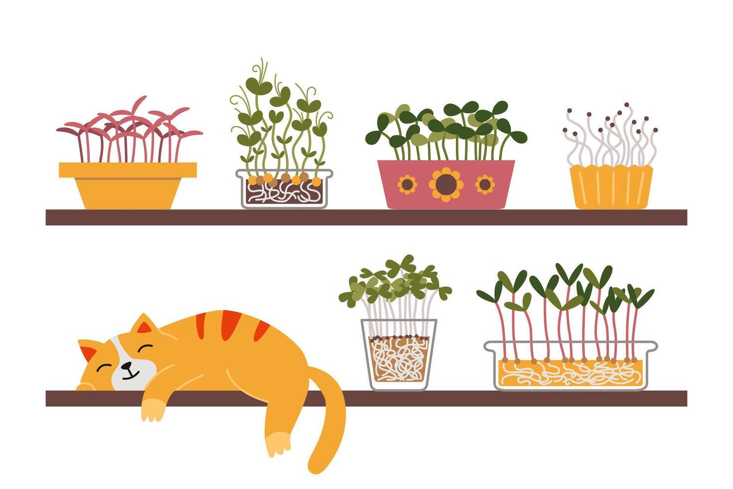 A cute cat is sleeping on a shelf next to a home kitchen garden, Microgreens in containers. Urban Cozy home gardening hobby. Trendy modern isolated illustration, hand drawn, flat vector