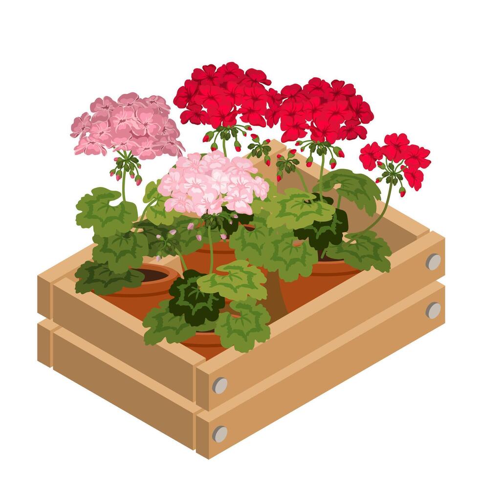 plantas de interior geranio en un decorativo caja. isométrica ilustración. vector