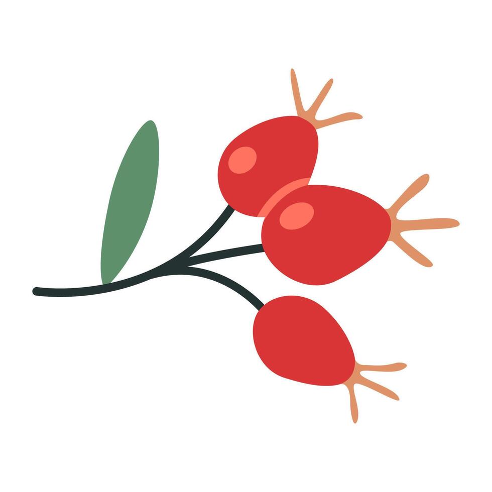 Rosehip fruits, cartoon style. Trendy modern illustration isolated on white background, hand drawn, flat design vector