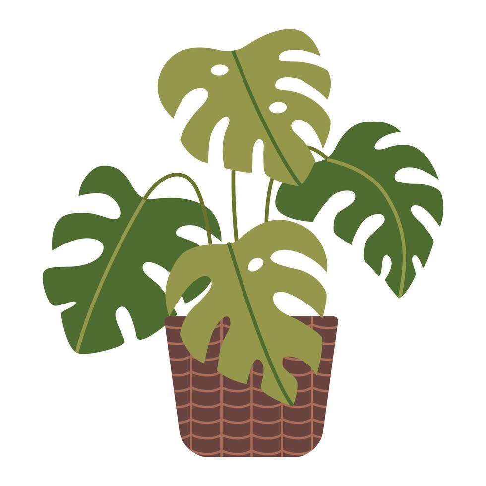 Monstera, potted house plant, cartoon style. Trendy modern illustration isolated on white background, hand drawn, flat design vector