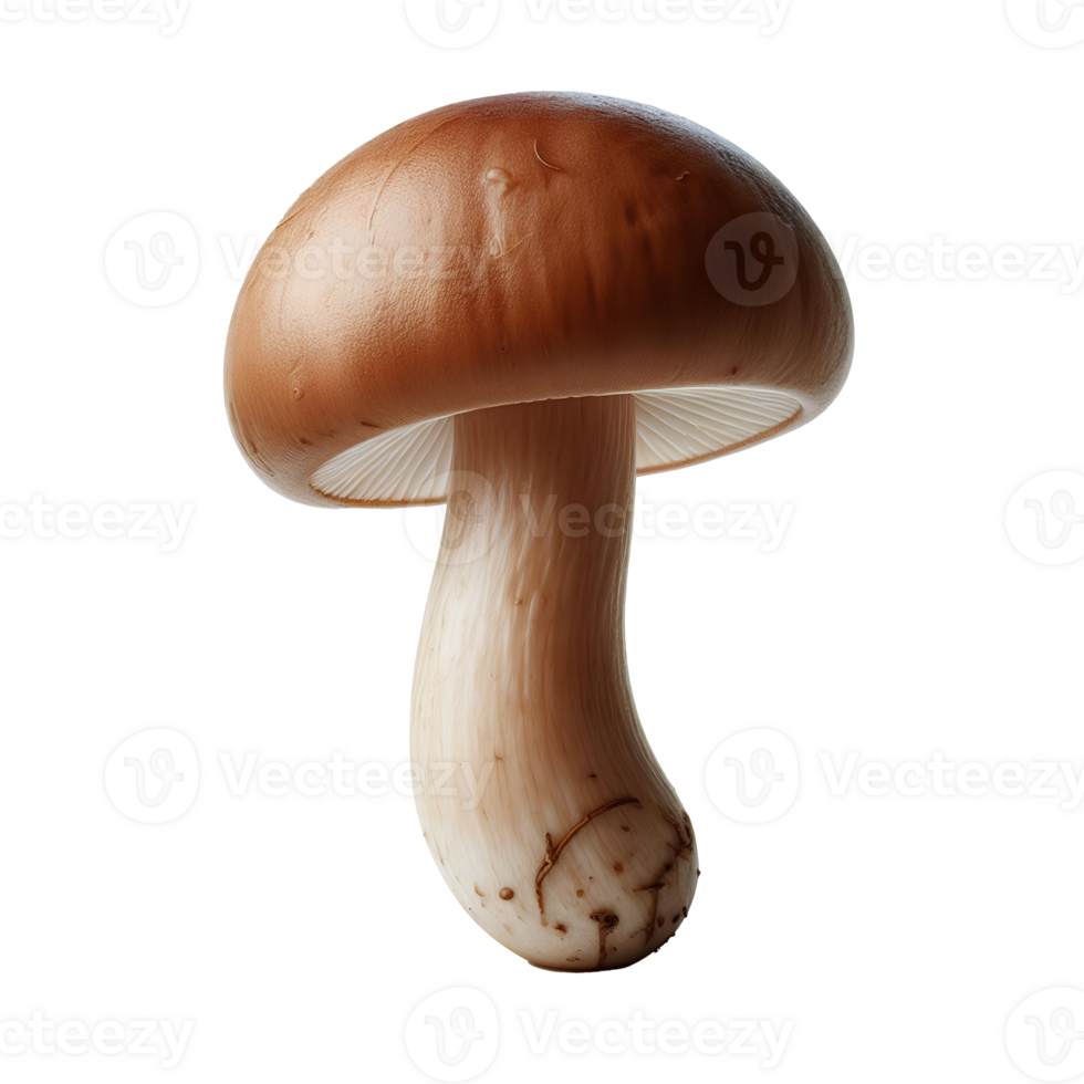White Fresh Mushroom png