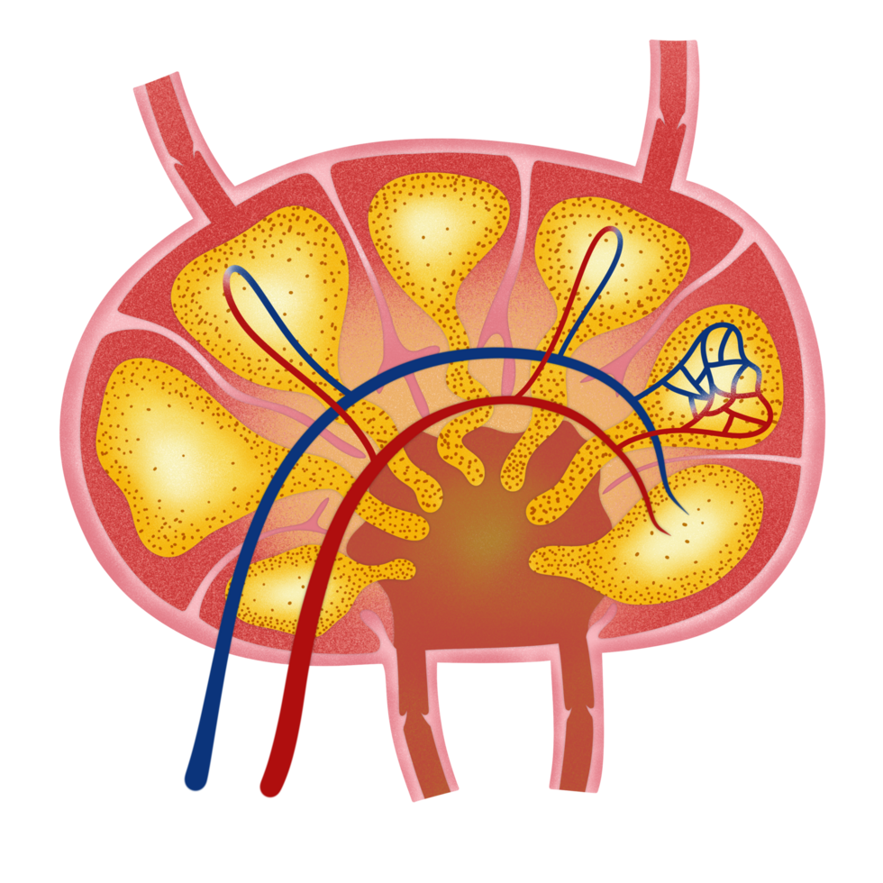 Lymph node structure illustration by hand drawn png