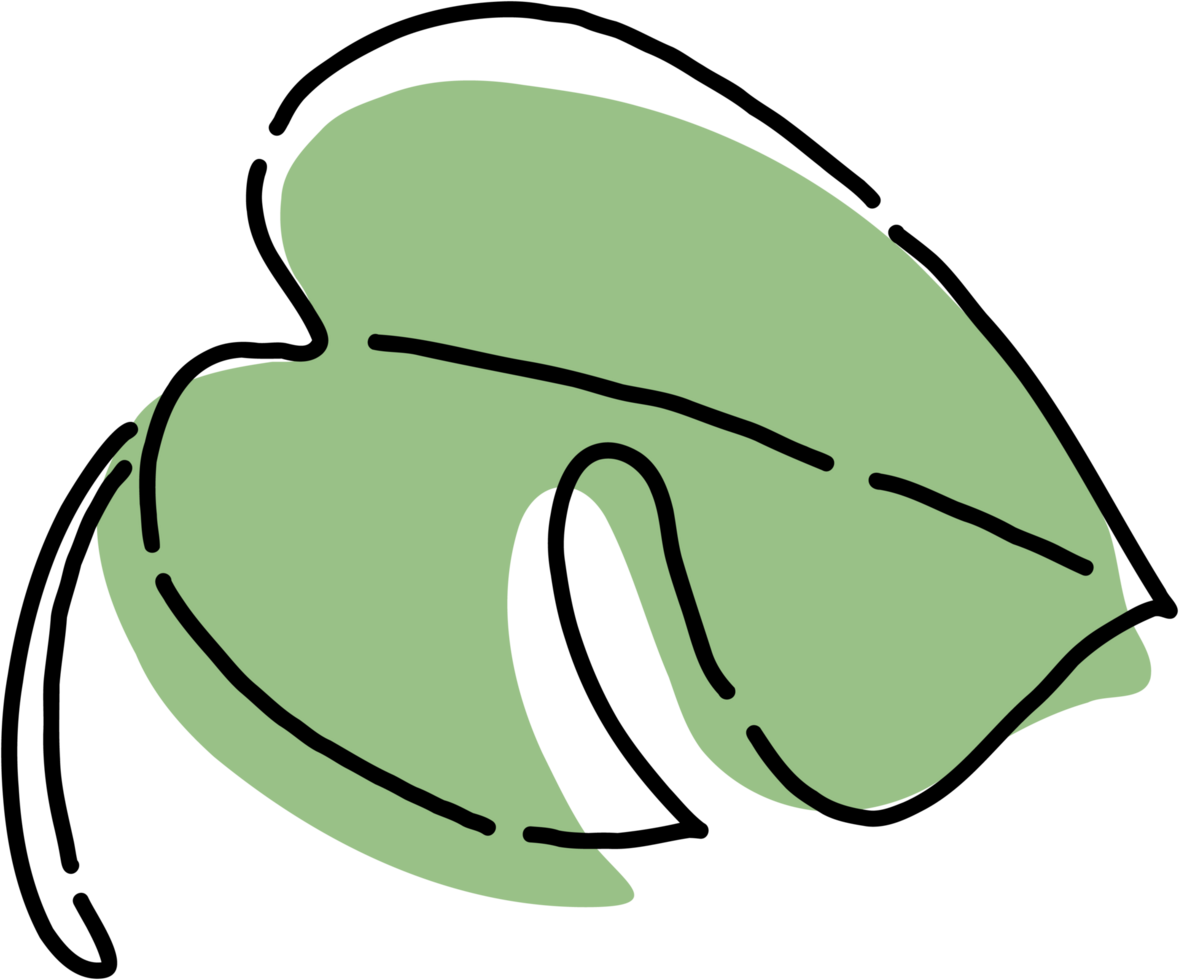 Simplicity monstera leaf freehand drawing flat design. png