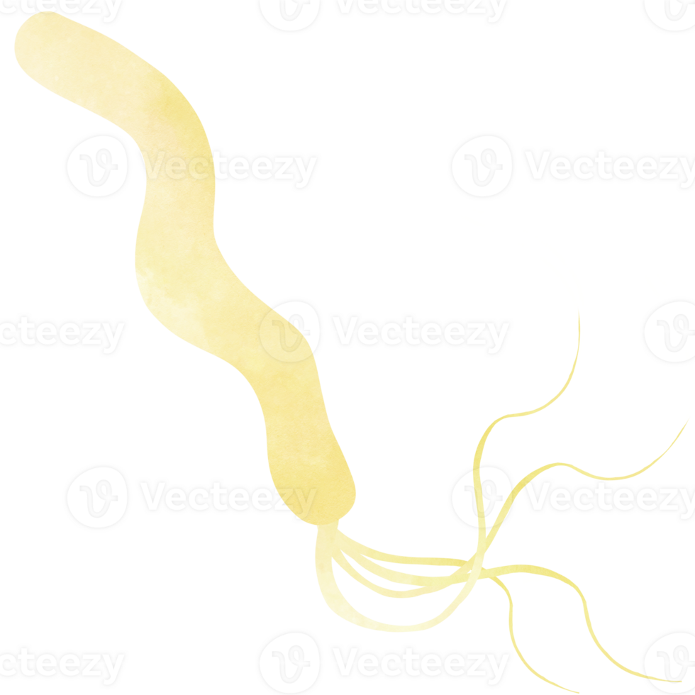 Spirilla or Helicobacter Pylori Bacteria png