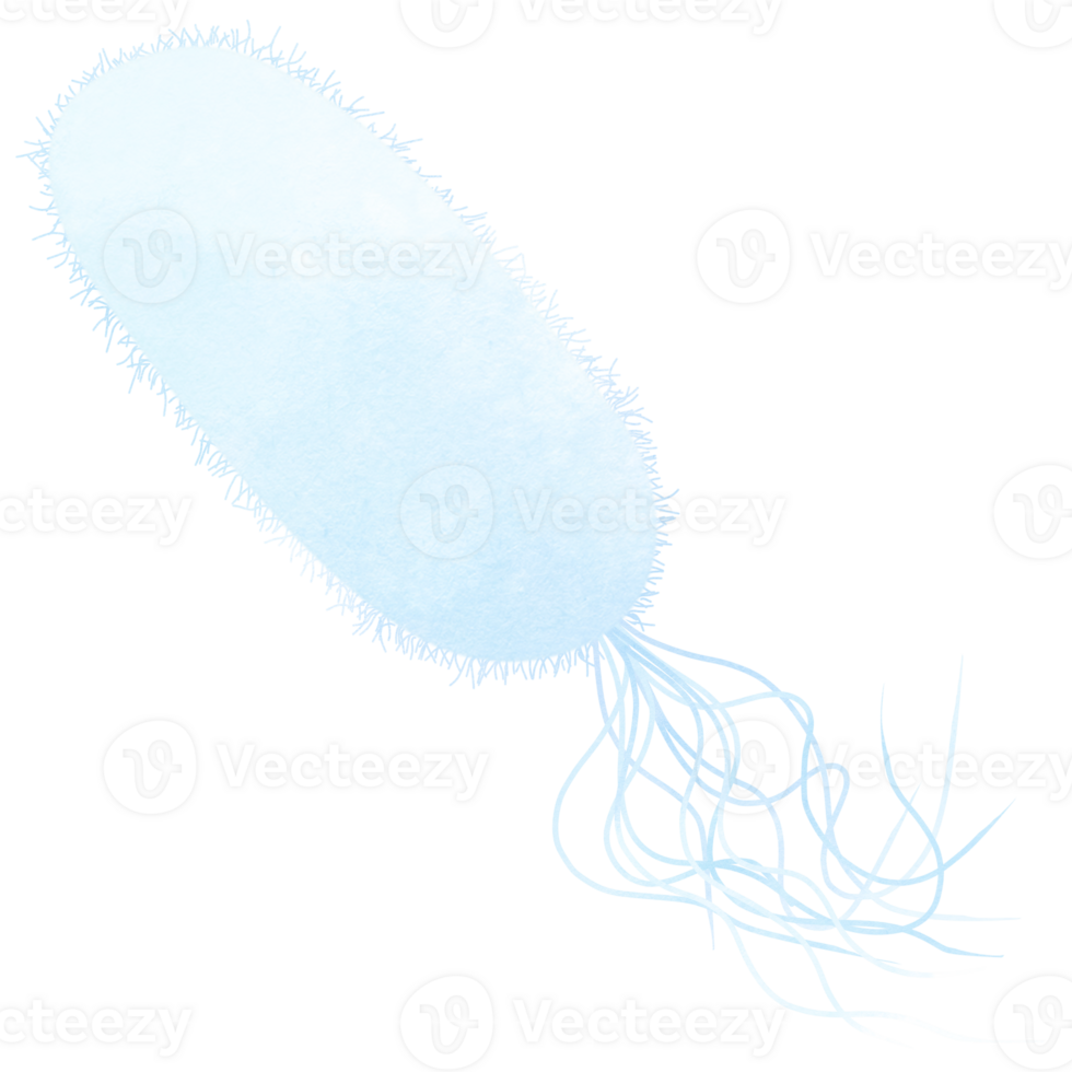 Flagellate Rods Bacteria. Different types of bacteria. png