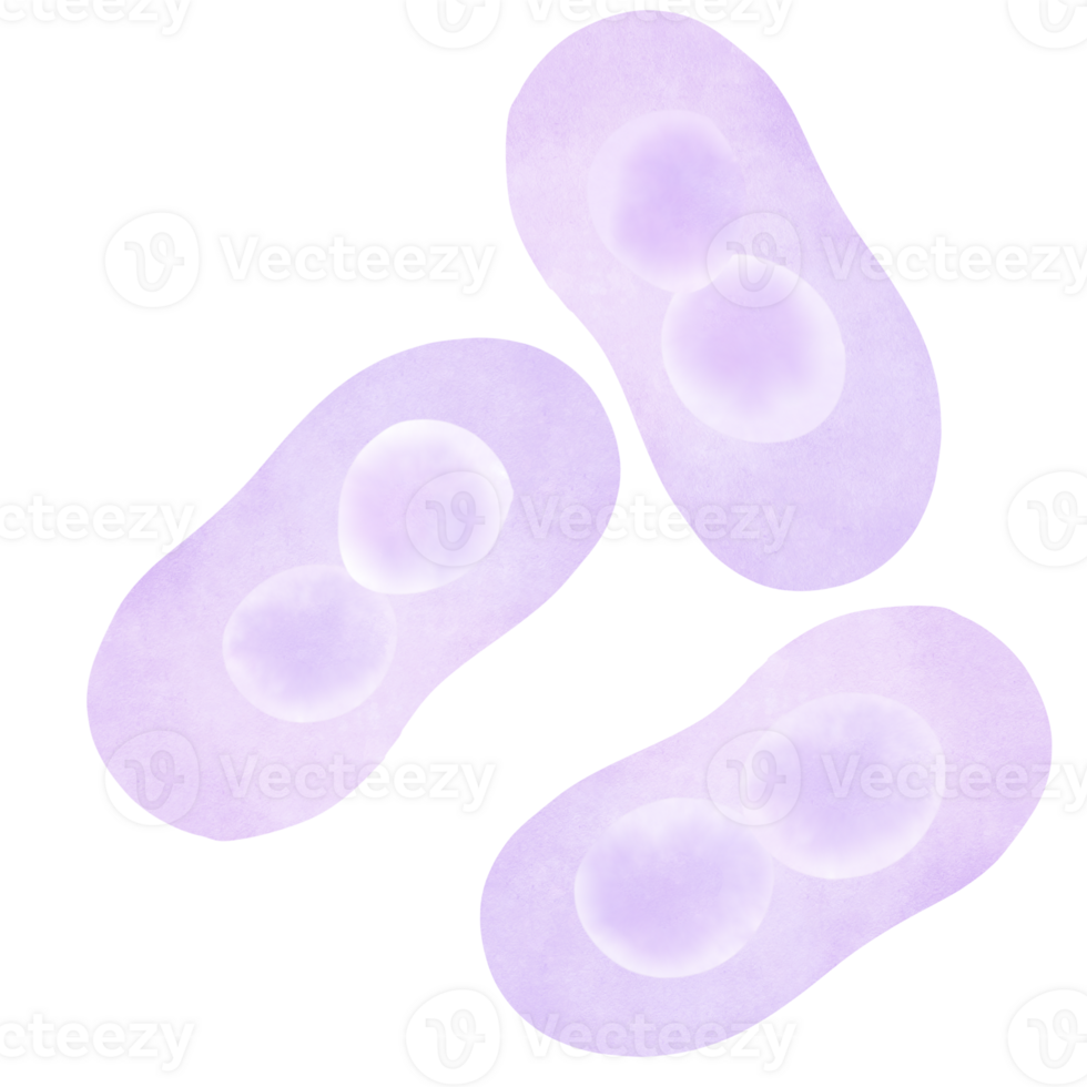 Staphylococcus Pneumoniae Bacteria png