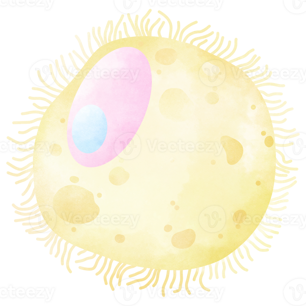 Egg cell. An hand drawn illustration of anatomy. png