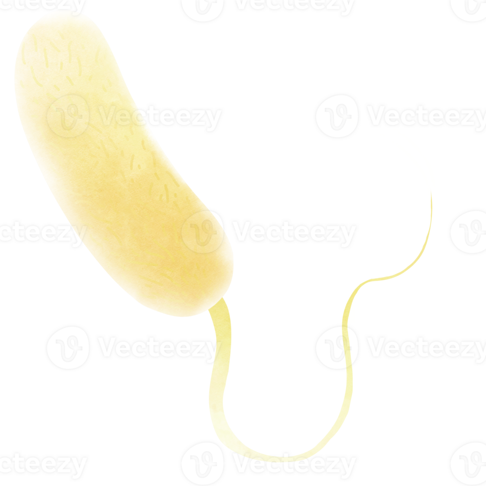 Vibrio Cholerae Bacteria. Different types of bacteria png