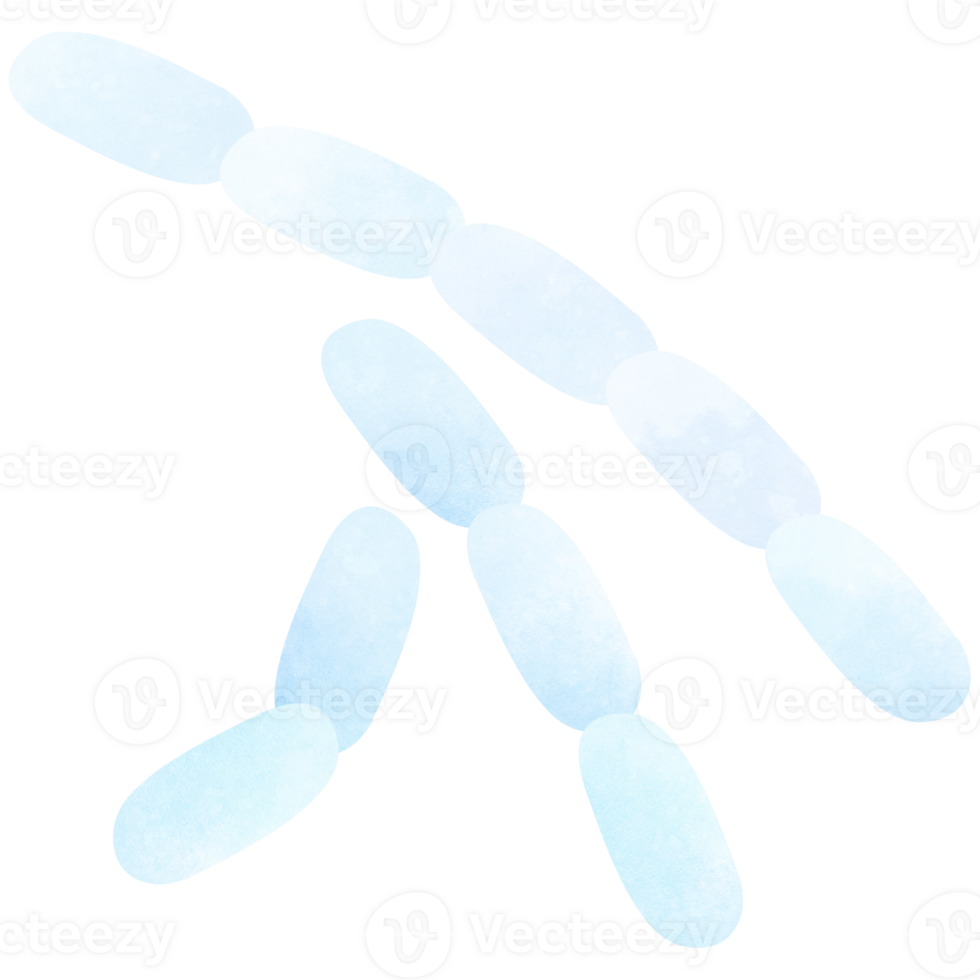 Chain of Bacilli Bacillus Anthracis Bacteria png