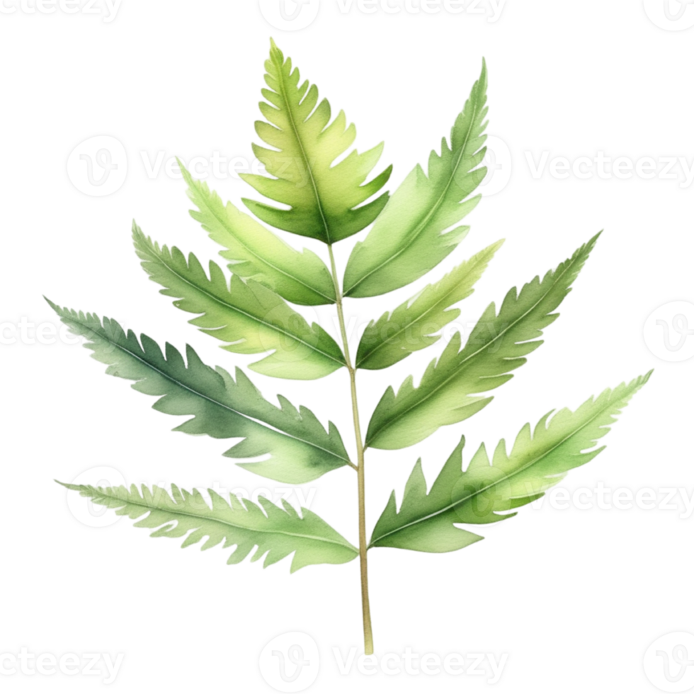 Fern leaf plant watercolor herb illustration png